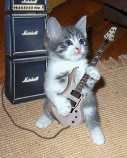 guitar cats!!!